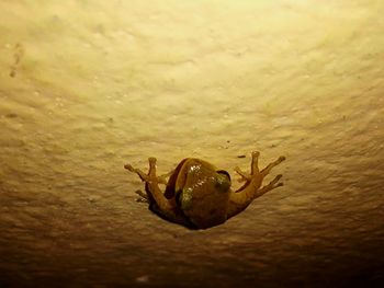 Close-up of spider on wall