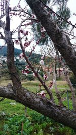 Cherry blossoms in spring