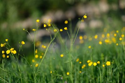 Close-up of yellow flowering plants on field