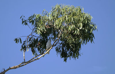 Low angle view of trees against clear blue sky