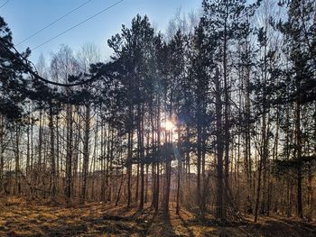 Sunlight streaming through trees in forest