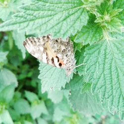 Close-up of butterfly on leaf