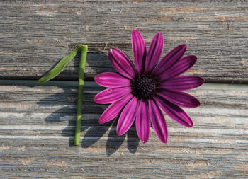 Close-up of pink flower on wood