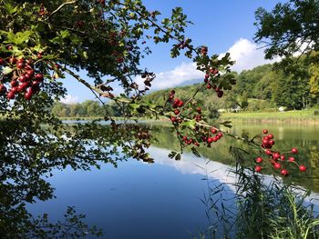 Red flowering plants by lake against sky