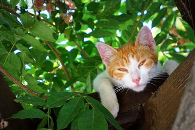 Portrait of cat sitting on tree