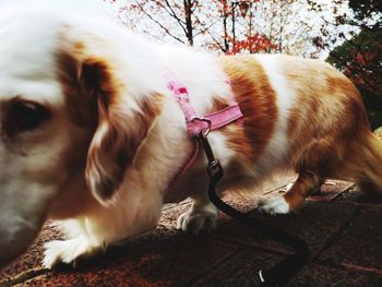 Close-up of dog lying down