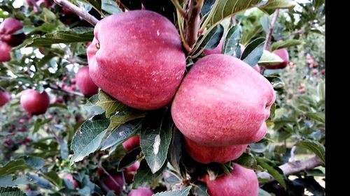 Close-up of fruits growing on plant