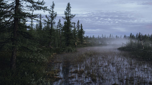 Scenic view of forest against sky