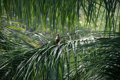 View of palm trees in forest