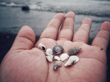 Close-up of hand holding seashell
