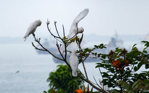White birds on branches