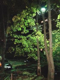 Trees by illuminated street light in forest