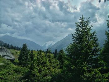 Trees in forest against sky