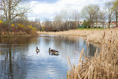 Spring in the park. pond with canadian geese in centrepointe park in ottawa, canada.