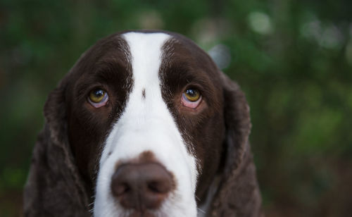 Close-up of dog looking up