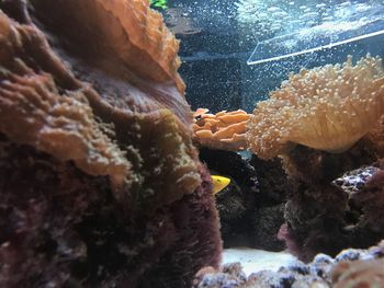 Close-up of hand feeding in sea