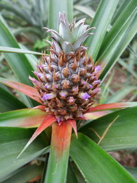 Close-up of plant growing on plant