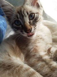 Close-up portrait of a cat at home