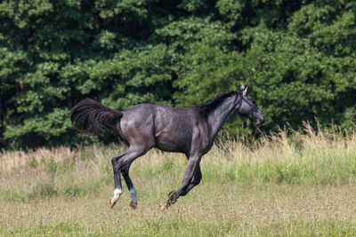 Side view of horse running on grass