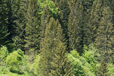 Falcon hunting with pine trees in forest in the background 