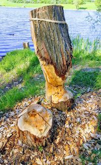 Tree stump in forest