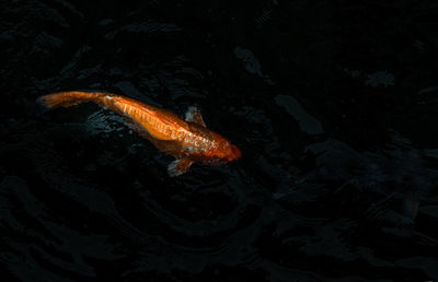 High angle view of koi fish in sea