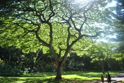 View of trees against the sky