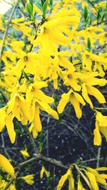 Close-up of yellow flowers