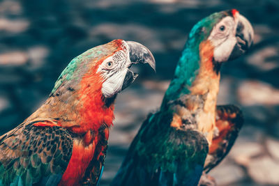 Close-up of parrot perching