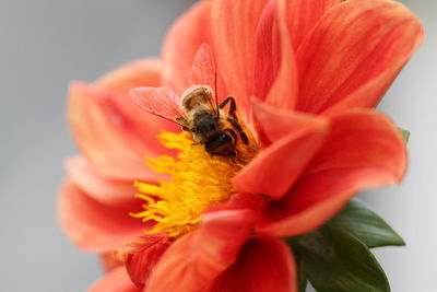 Close-up of bee pollinating on flower