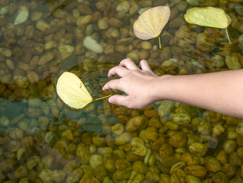 Midsection of woman holding leaves in water