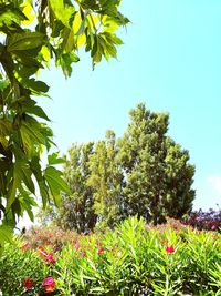 Plants against sky