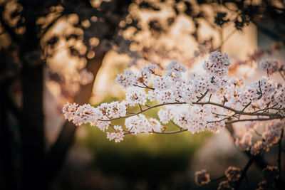 Close-up of flowers on tree