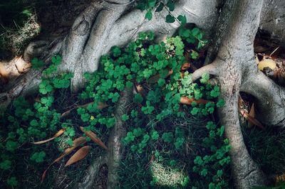 High angle view of tree trunk in forest