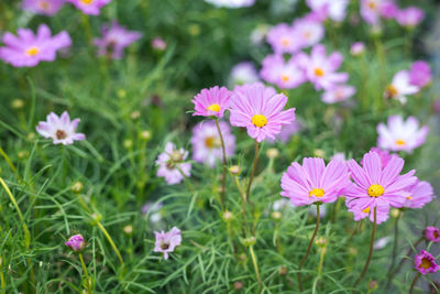 Close-up of pink cosmos flowers on field