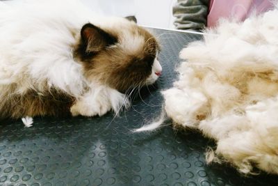 Close-up of cat