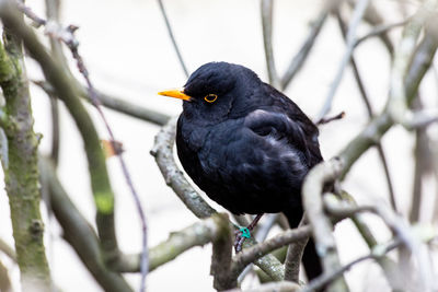 Close-up of bird perching on branch