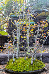 Plants and trees in park