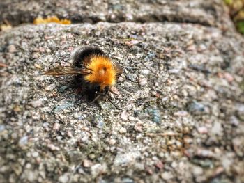 High angle view of bee