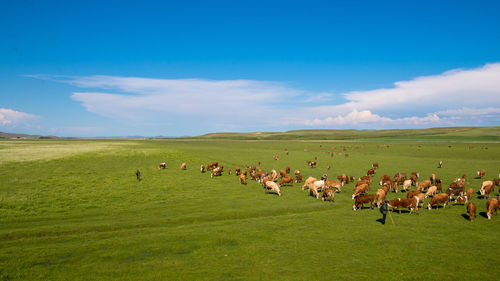 Flock of sheep on grassy field