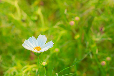 Close-up of white flower blooming outdoors