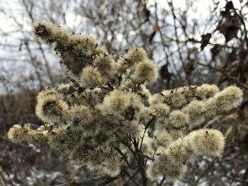 Close-up of flowering plant on field