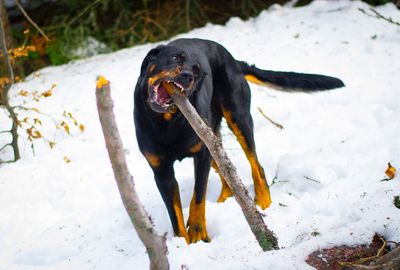 Dog biting wood on snow covered field