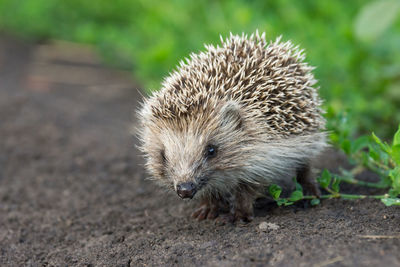 Close-up of an animal on field