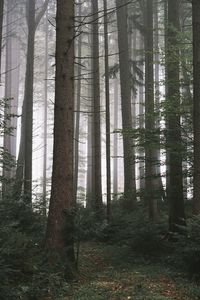 Trees in forest