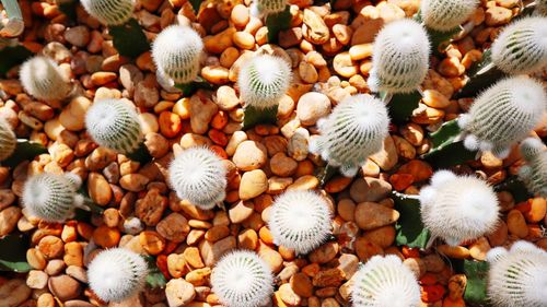 High angle view of shells for sale