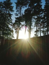 Sun shining through trees