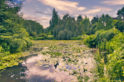 Scenic view of swamp by trees against sky