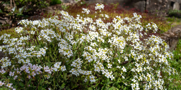 White flowers in spring light in garden