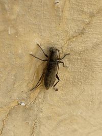 Close-up of spider on wall